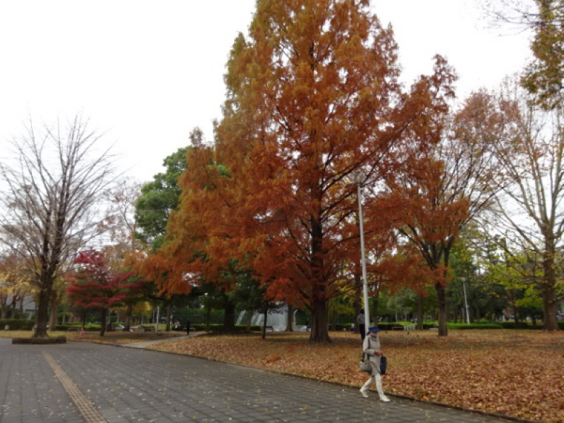 「近代美術館のある北浦和公園内の紅葉風景」